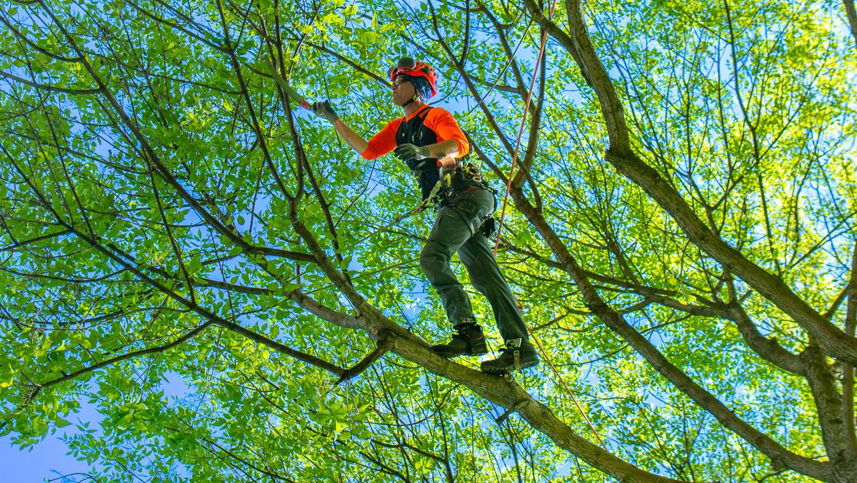 Woods Tree Service Ringgold GA