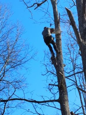 Woods Tree Service work