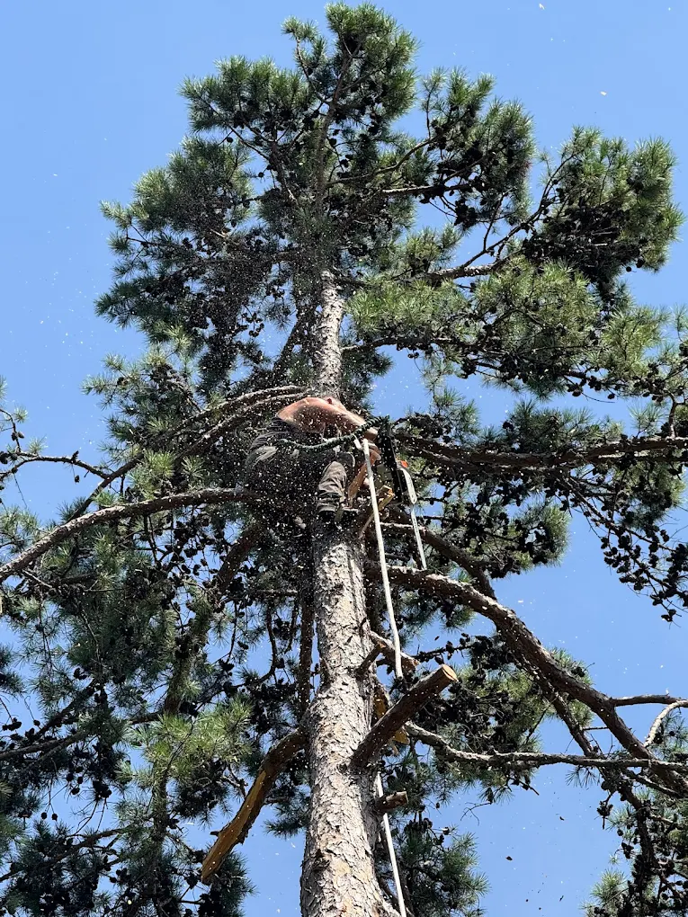 Tree Removal