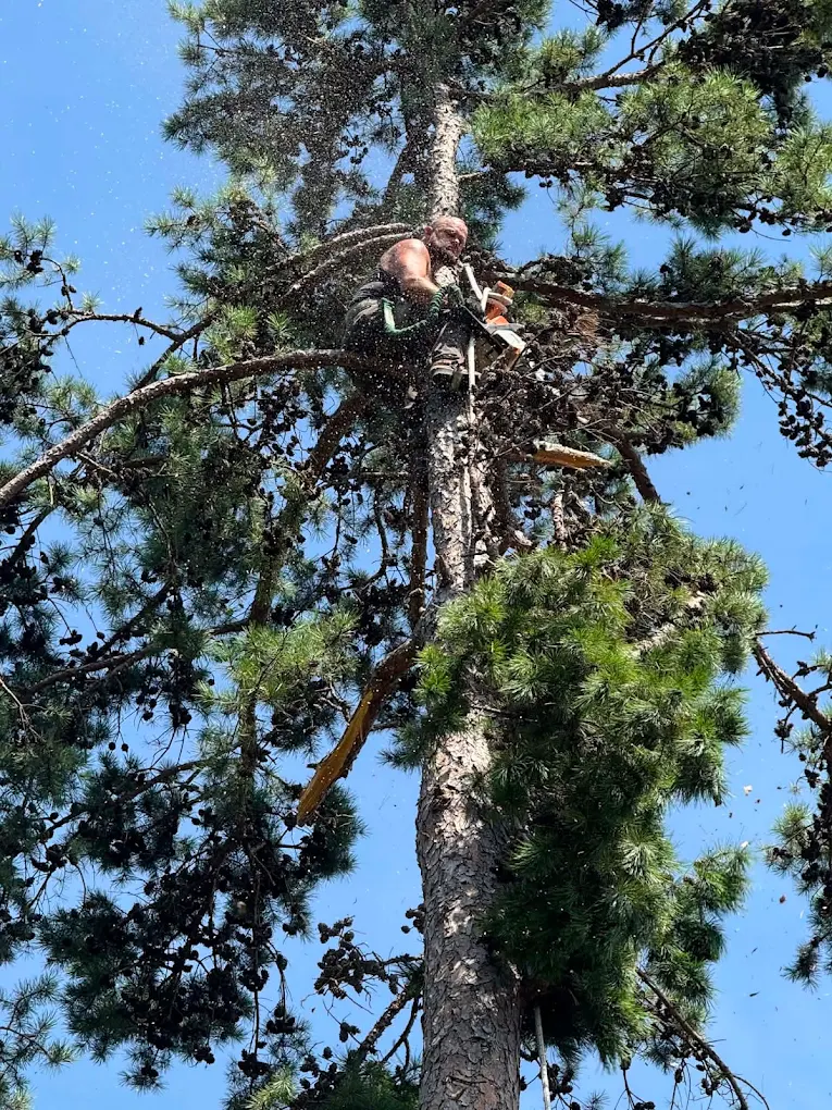 Tree Trimming